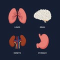 Human Internal organs, cartoon anatomy body parts brain and lungs, stomach and kidneys, vector illustration Royalty Free Stock Photo