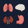 Human Internal organs, cartoon anatomy body parts brain and lungs, stomach and kidneys, vector illustration Royalty Free Stock Photo