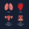 Human Internal organs, cartoon anatomy body parts, heart and lungs, male and female reproductive system, vector illustration