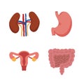 Human Internal organs, cartoon anatomy body parts stomach with intestinal system, kidneys and and female reproductive system,