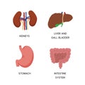 Human Internal organs, cartoon anatomy body parts, stomach with intestinal system, kidneys and liver with gall bladder, vector