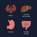 Human Internal organs, cartoon anatomy body parts, stomach with intestinal system, kidneys and liver with gall bladder, vector