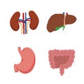 Human Internal organs, cartoon anatomy body parts, stomach with intestinal system, kidneys and liver with gall bladder, vector