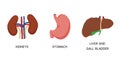 Human Internal organs, cartoon anatomy body parts, stomach, kidneys and liver with gall bladder, vector illustration