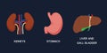 Human Internal organs, cartoon anatomy body parts, stomach, kidneys and liver with gall bladder, vector illustration