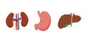 Human Internal organs, cartoon anatomy body parts, stomach, kidneys and liver with gall bladder, vector illustration