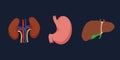 Human Internal organs, cartoon anatomy body parts, stomach, kidneys and liver with gall bladder, vector illustration