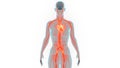 Human Internal Organs Circulatory System Heart Anatomy