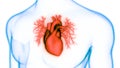 Human Internal Organs Circulatory System Heart Anatomy