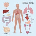 Human internal organs