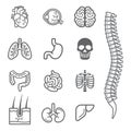 Human internal organs detailed icons set.