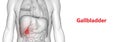 Human Internal Organs Digestive System Gallbladder Anatomy