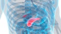 Human Internal Organs Digestive System Gallbladder with Pancreas Anatomy Royalty Free Stock Photo