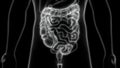 Human Internal Organs Digestive System Large Intestine Anatomy