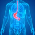 Human Internal Organs Digestive System Stomach Anatomy