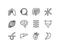 Human internal organs flat line icons set. Anatomy symbols - lung, muscle, eyeball, liver, stomach, kidney, urinary