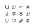 Human internal organs flat line icons set. Anatomy symbols - lung, muscle, eyeball, liver, stomach, kidney, urinary