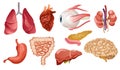 Human internal organs flat vector icons. Big collection in cartoon style. Set of vital organs brain, heart, liver Royalty Free Stock Photo