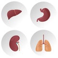 Human internal organs flat vector icons. Set of vital organs, illustration of lungs, liver, stomach, kidney organ Royalty Free Stock Photo