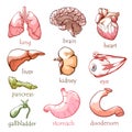 Human internal organs flat vector illustrations set Royalty Free Stock Photo