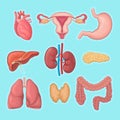 Human internal organs. Heart, female reproductive system, stomach, pancreas, kidneys, liver, lungs, large intestine and Royalty Free Stock Photo