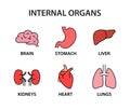 Human internal organs icon collection. Healthy strong organs. Heart, liver, brain, stomach, lungs, kidneys. Vector illustration