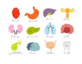 Human internal organs icon set Royalty Free Stock Photo