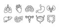 Human internal organs icon set, line art style illustration Royalty Free Stock Photo