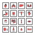 Human internal organs icons set for the clinic web, body part medical symbols with frame Royalty Free Stock Photo