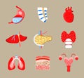 Human internal organs icons set vector. Spinal brain, stomach, heart are shown. Liver, lungs, pancreas are drawn in flat style. Royalty Free Stock Photo