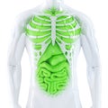 Human internal organs. Isolated. Contains clipping path Royalty Free Stock Photo