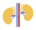 Human internal organs: kidneys, adrenal glands and ureters. Illustration.  Flat design Royalty Free Stock Photo