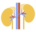 Human internal organs: kidneys, adrenal glands and ureters. Illustration. Flat design Royalty Free Stock Photo