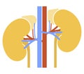 Human internal organs: kidneys, adrenal glands and ureters. Vector image. Flat design Royalty Free Stock Photo