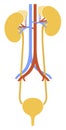 Human internal organs: kidneys, ureters and bladder. Illustration. Flat design