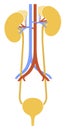 Human internal organs: kidneys, ureters and bladder. Vector image. Flat design