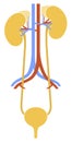 Human internal organs: kidneys, ureters and bladder. Vector image. Flat design