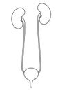 Human internal organs: kidneys, ureters and bladder. Vector line art mage