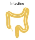 Human internal organs: large intestine and appendix. Illustration. Flat design