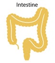 Human internal organs: large intestine and appendix. Illustration. Flat design