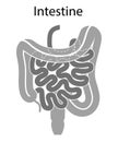 Human internal organs: large intestine and appendix, small intestine structure - Ileum, Jejunum, Duodenum . Illustration. Flat