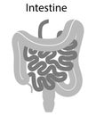 Human internal organs: large intestine and appendix, small intestine structure - Ileum, Jejunum, Duodenum . Illustration. Flat
