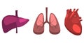 Human internal organs liver, lungs, heart medicine anatomy.