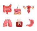 Human Internal Organs with Lungs, Skin Epidermis, Female Reproductive System, Tooth, Intestine and Stomach Vector Set