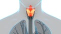 Human Internal Organs Respiratory System Larynx and Pharynx Anatomy Royalty Free Stock Photo