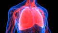 Human Internal Organs Respiratory System Lungs Anatomy Royalty Free Stock Photo