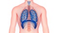 Human Internal Organs Respiratory System Lungs, Diaphragm Anatomy