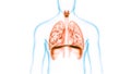 Human Internal Organs Respiratory System Lungs with Diaphragm Anatomy Royalty Free Stock Photo