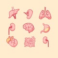 Human internal organs set. Anatomical lungs with heart muscle digestive system small intestine.