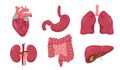 Human internal organs set. Anatomy icons collection. Royalty Free Stock Photo